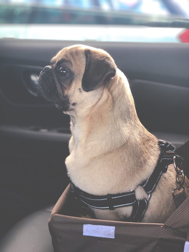 Dog in a car seat, dog seatbelt, dog harness, apartment dog, Downtown Winnipeg Apartments, Winnipeg Apartments, 300 Main Downtown Winnipeg Apartments