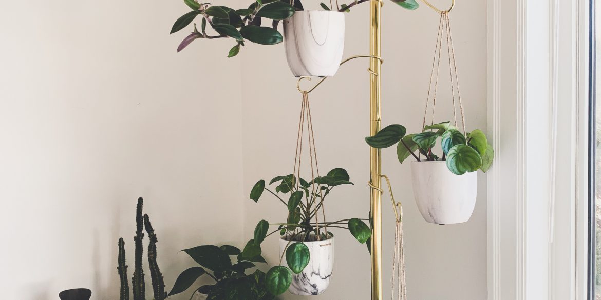 Finding Your (Houseplant) Match, indoor plants, apartment living, living in an apartment, downtown winnipeg apartment living. winnipeg apartments, apartments in winnipeg, indoor plants, winnipeg apartment indoor plants