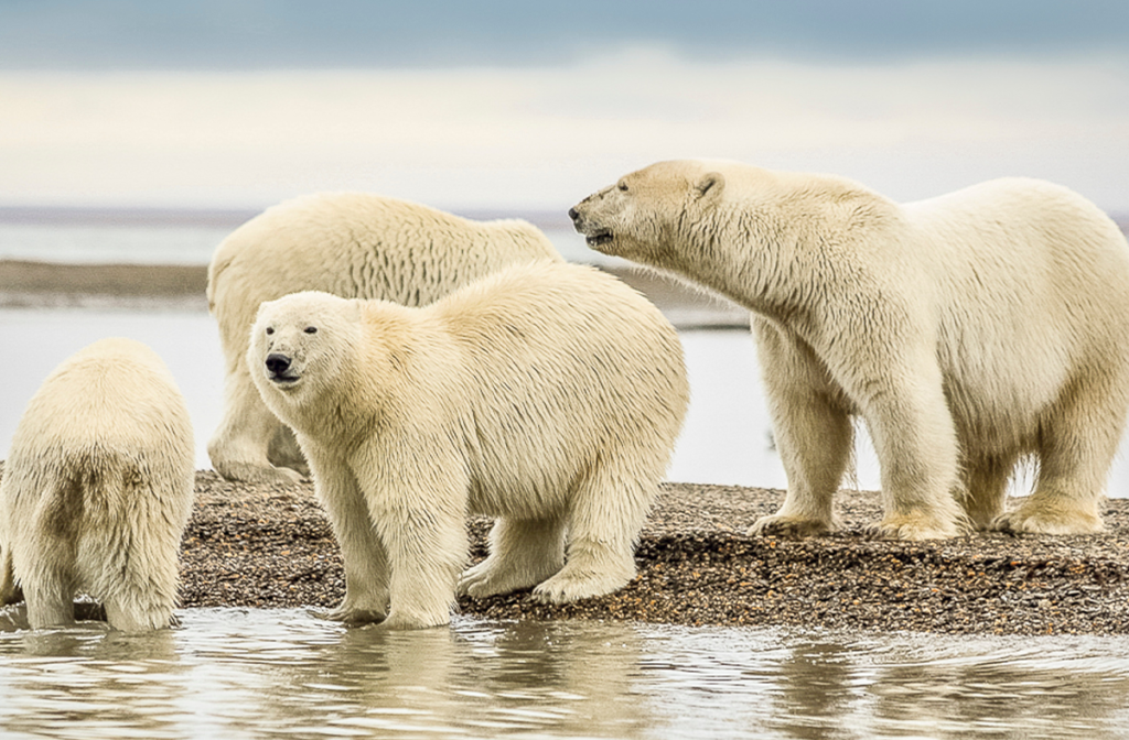 Group of four polar bears