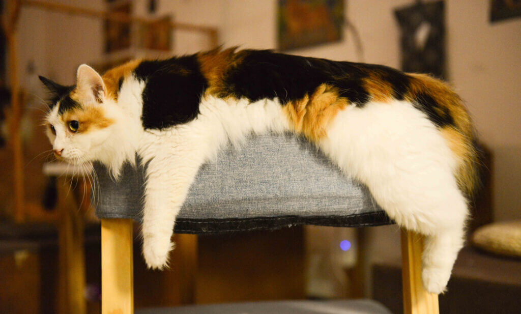 Cat chilling on a furniture